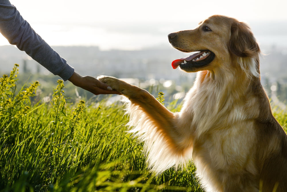 Ховаварт подает лапу