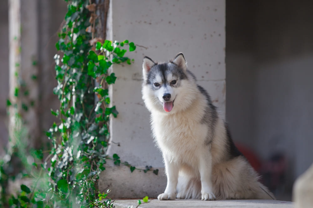 Пушистая собака сибирский хаски