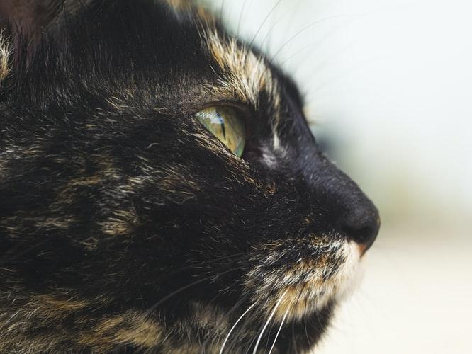Как и чем промыть глаза кошке, котенку: инструкция для хозяев,  лекарственные и народные средства, противопоказания и предосторожности