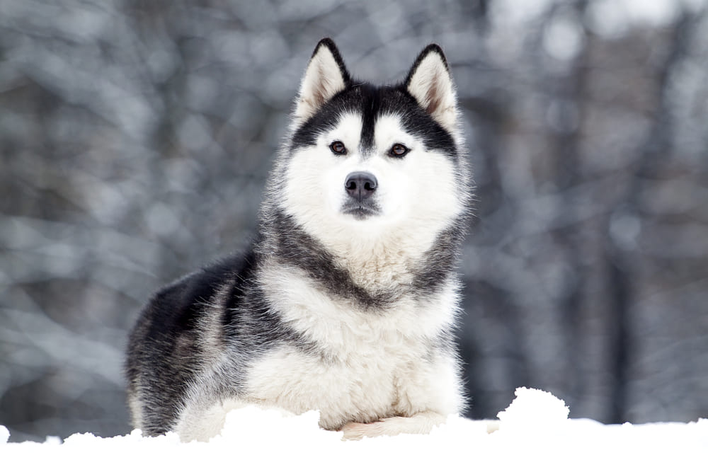 Порода собак сибирский хаски