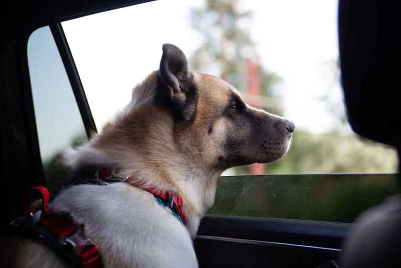 Американская акита в машине