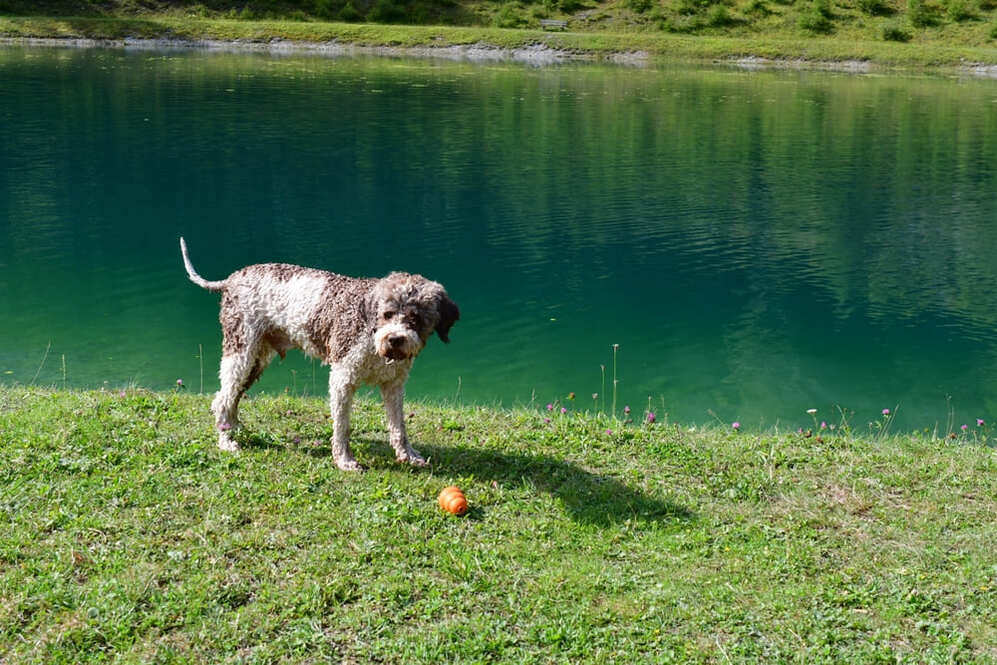 Изображениe — Лаготто Лаготто