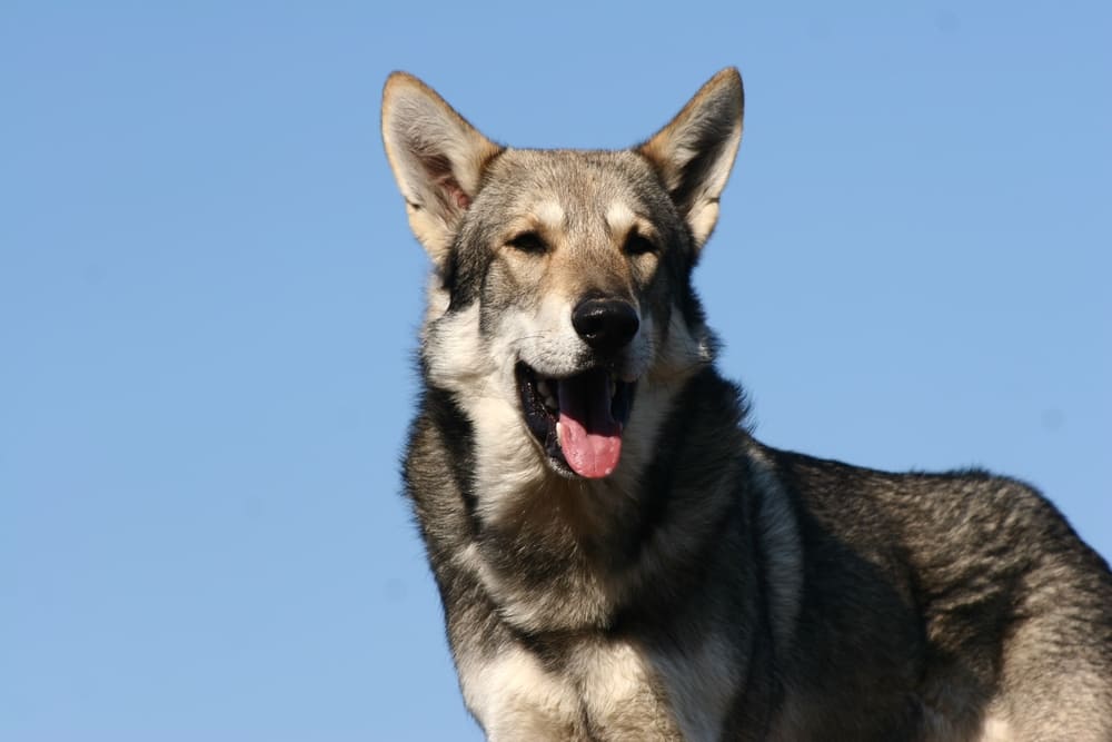 Описание волчьей собаки Сарлоса есть в стандарте породы