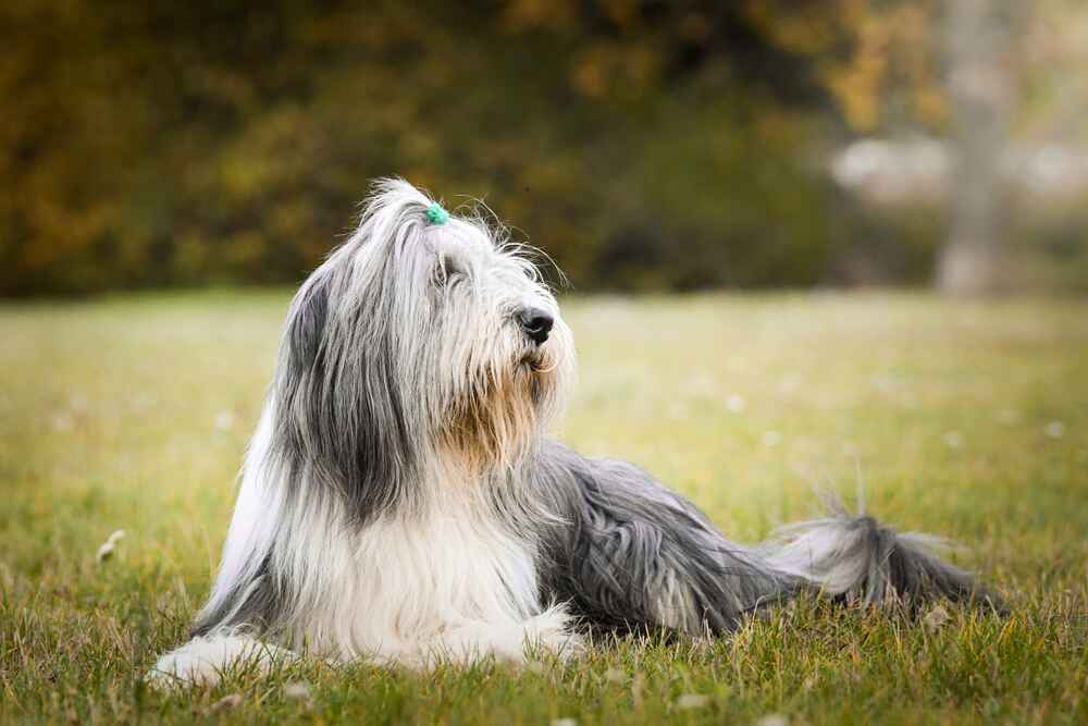 Бородатый колли осенью