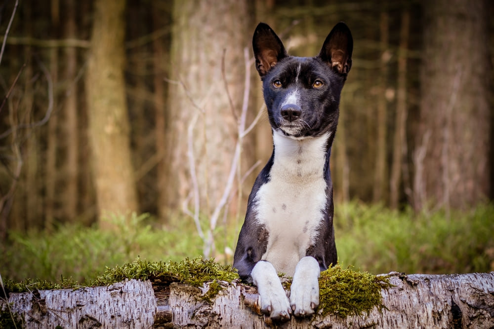 Басенджи в лесу