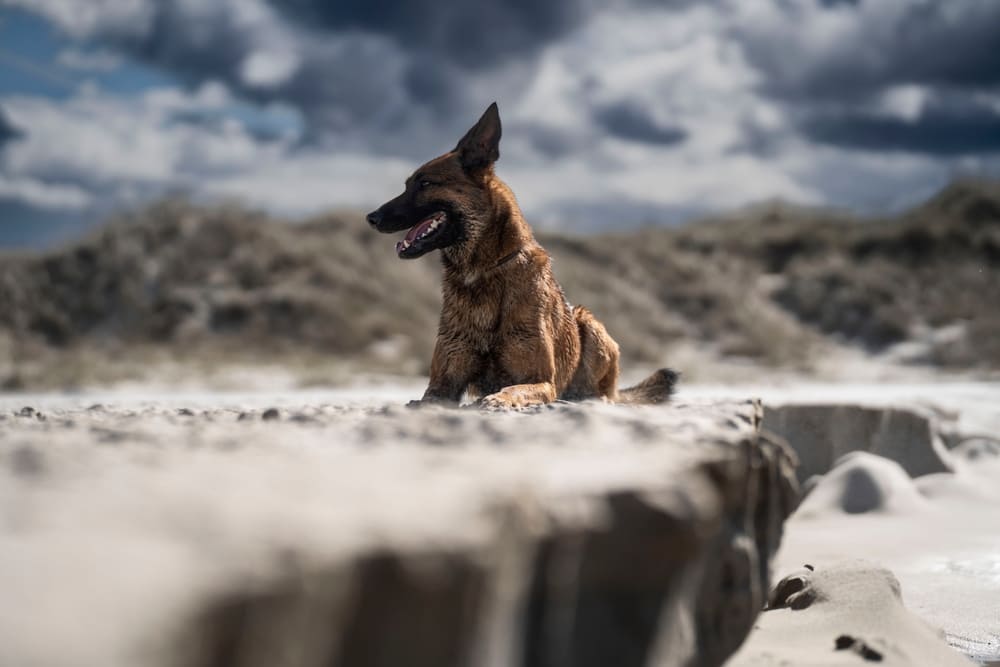 Бельгийская овчарка в горах