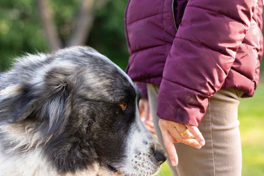 Пиренейский мастиф с девушкой
