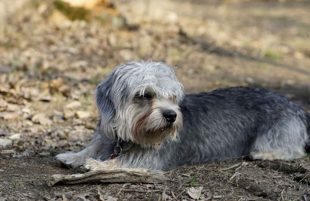Денди-динмонт-терьер отдыхает