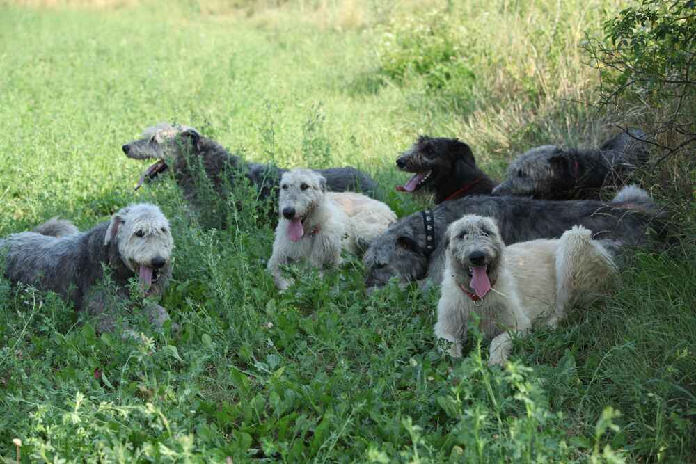 Много ирландских волкодавов