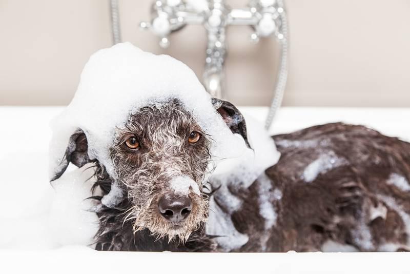 Чем можно помыть собаку, если в доме нет специального шампуня