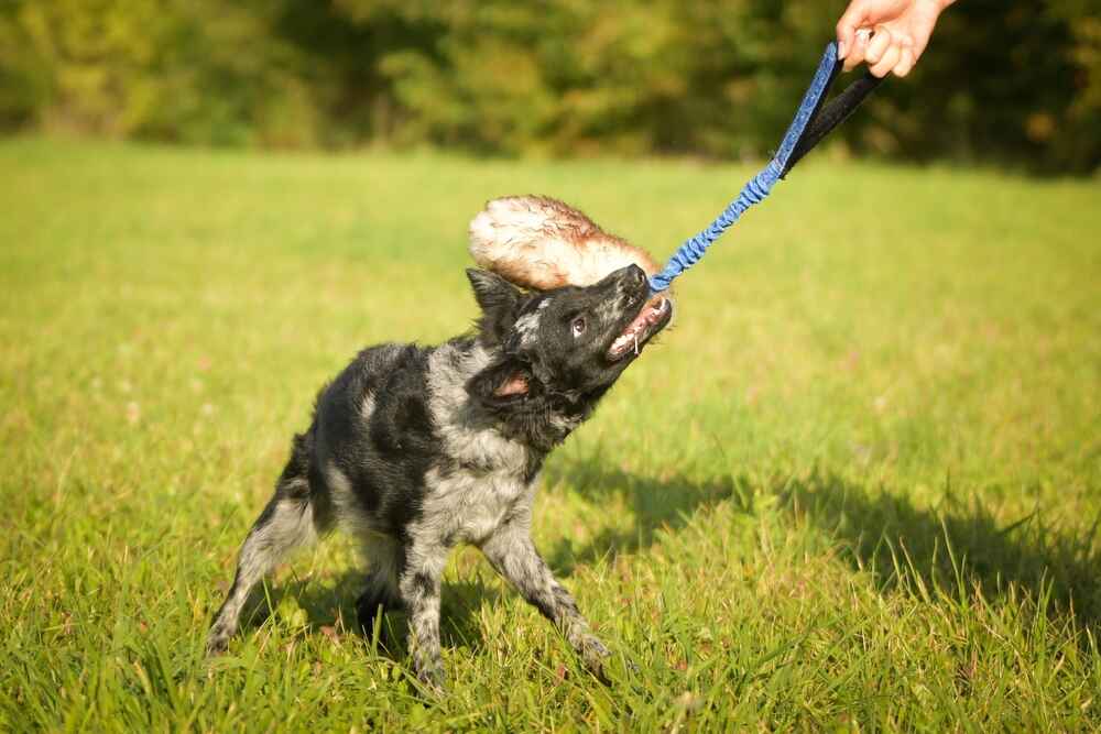 Муди играет