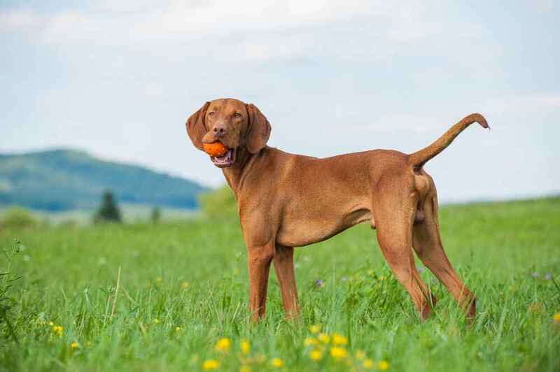 Венгерская выжла с оранжевым мячом