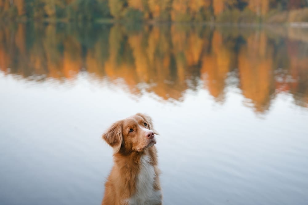 Толлер на осенней прогулке