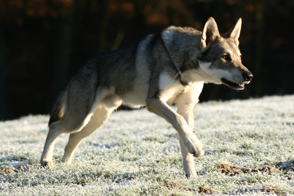 Волчья собака бежит