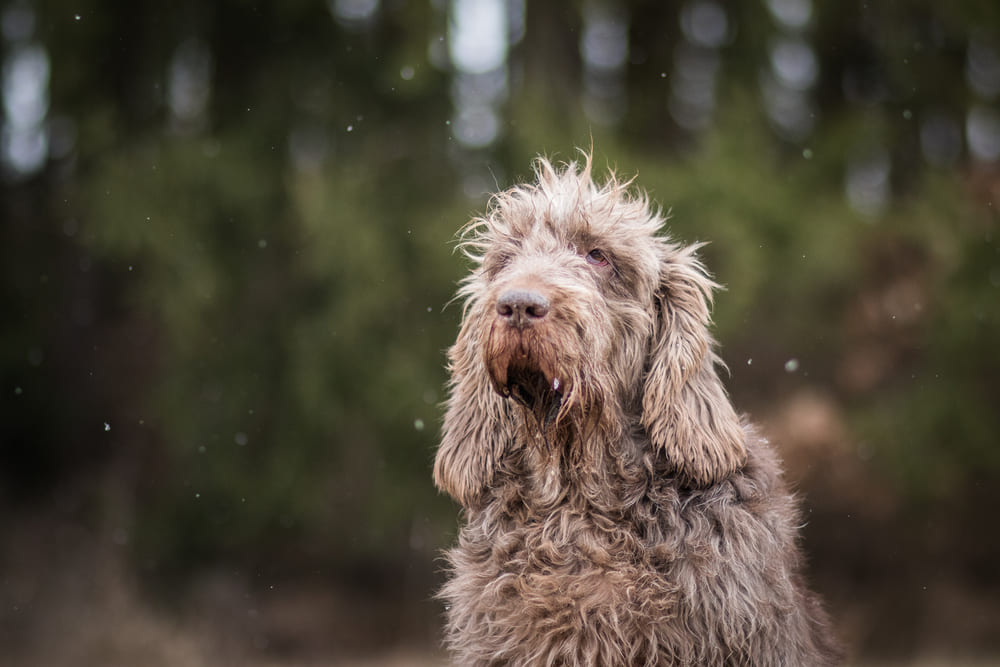 Портрет спиноне