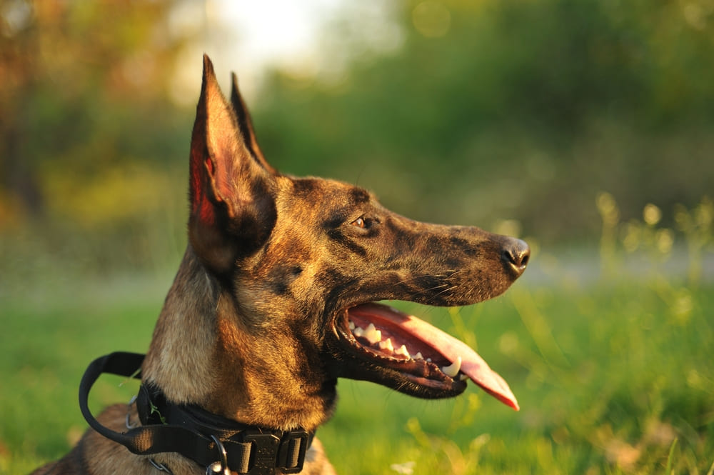 Бельгийская овчарка в профиль