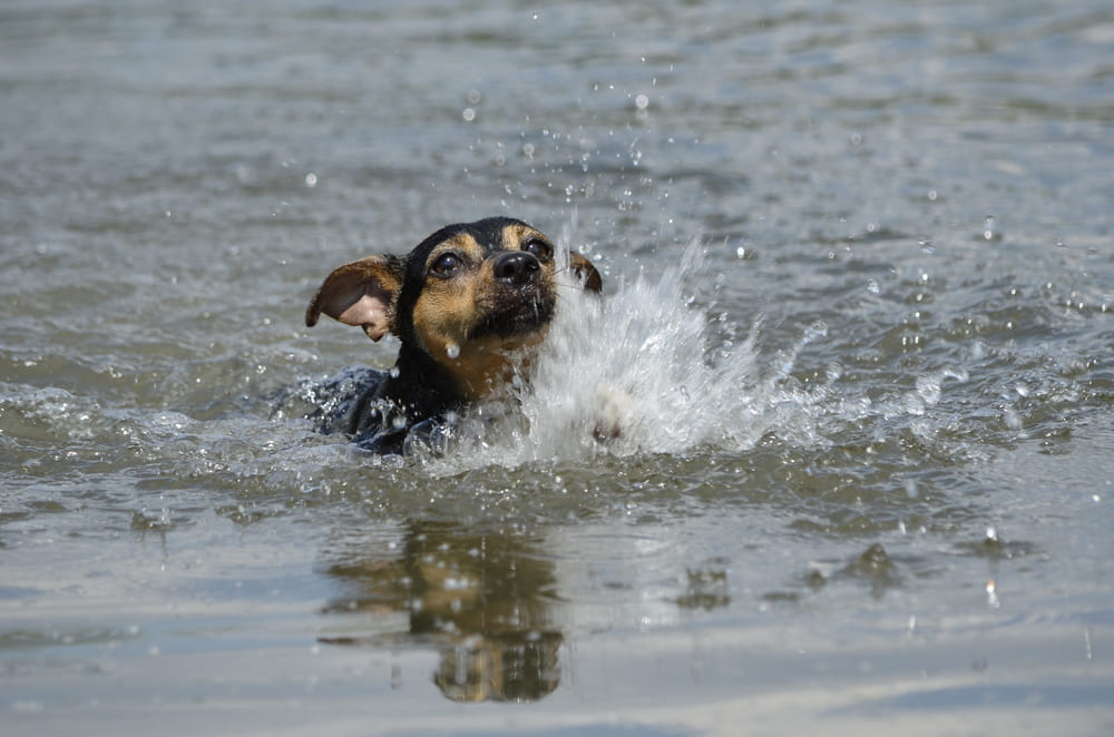 Бразильский терьер плывет