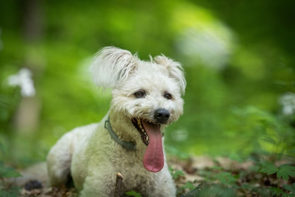 Пуми на летнем выгуле