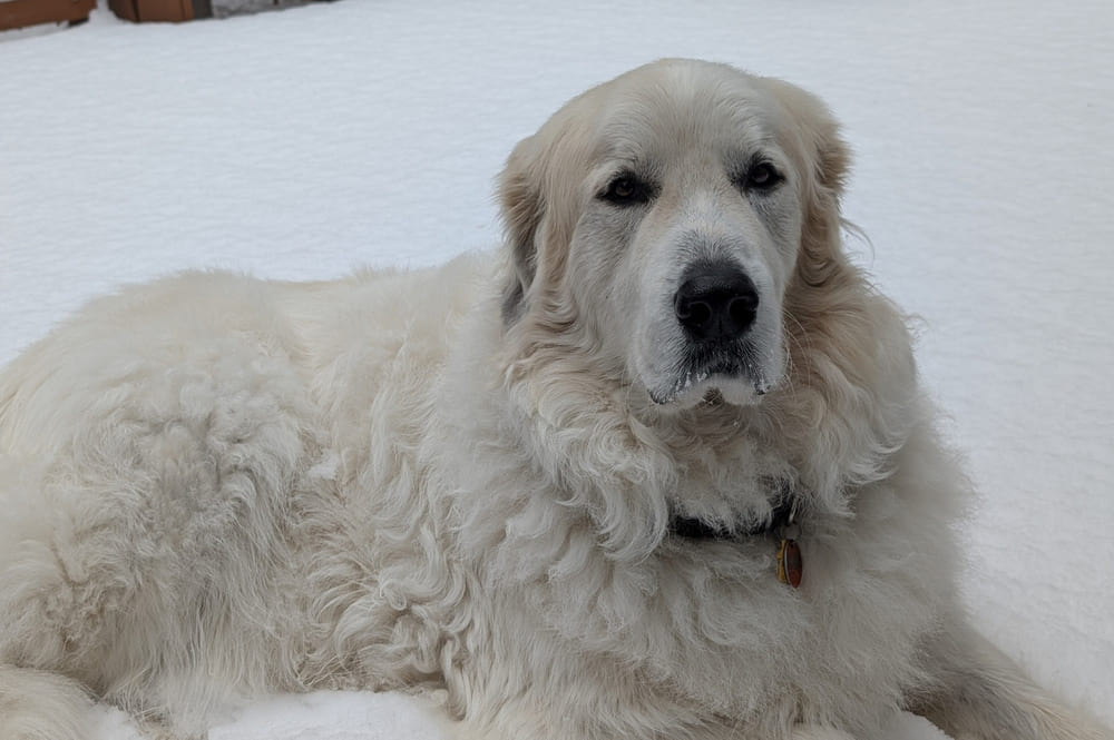 Пиренейская горная собака на снегу