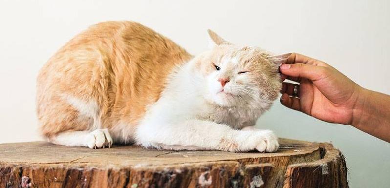 Почему у кота или кошки горячие уши: 18 причин