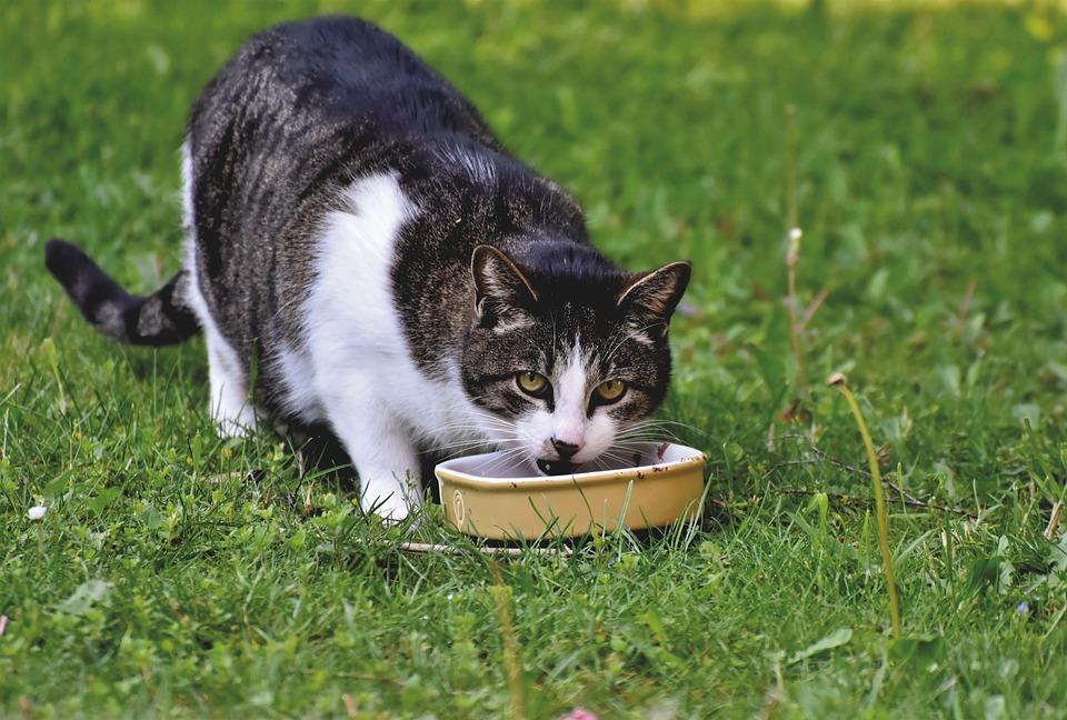 Почему кошка не ест сухой корм и что делать владельцу? 
