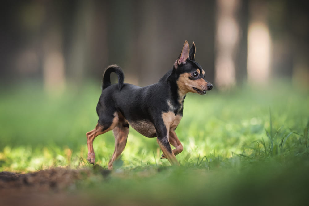 Той-терьер бежит