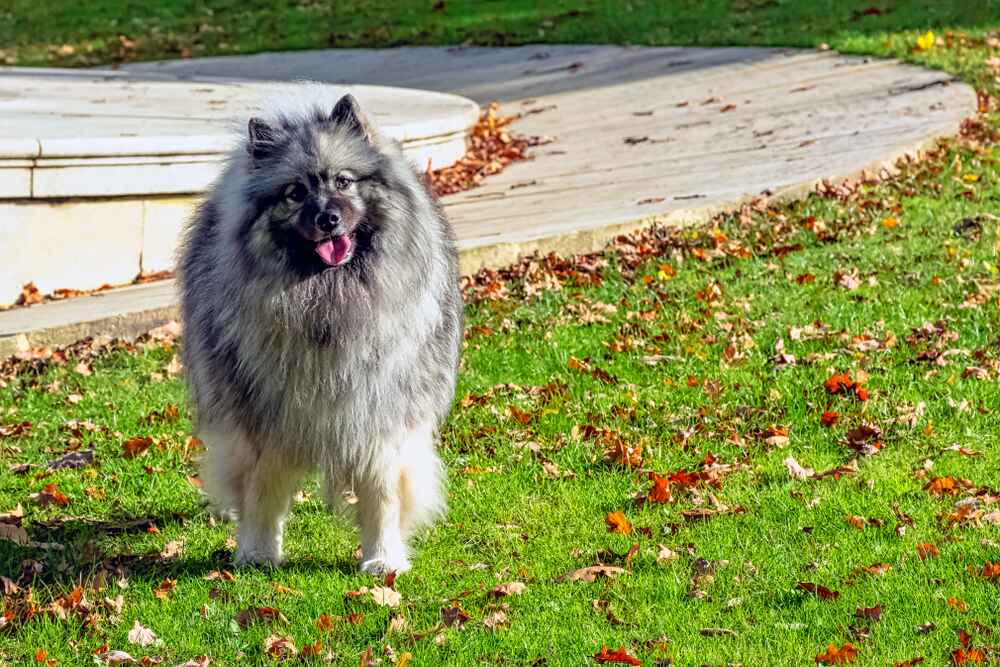 Кеесхонд на фото