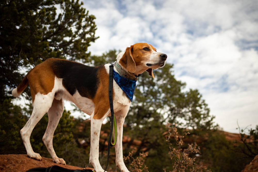 Морда фоксхаунда