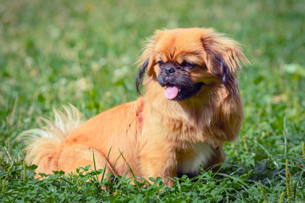 Рыжая собака пекинес