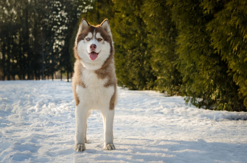 Сибирский хаски коричневого окраса