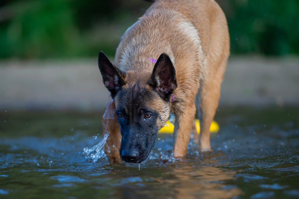 Собака бельгийская овчарка