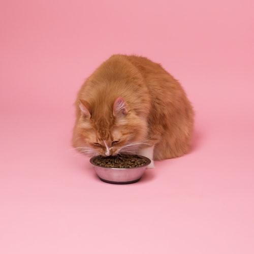 Почему кошки закапывают еду: причины и способы отучить загребать миску с кормом