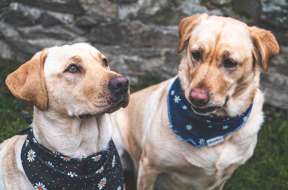 Два лабрадора