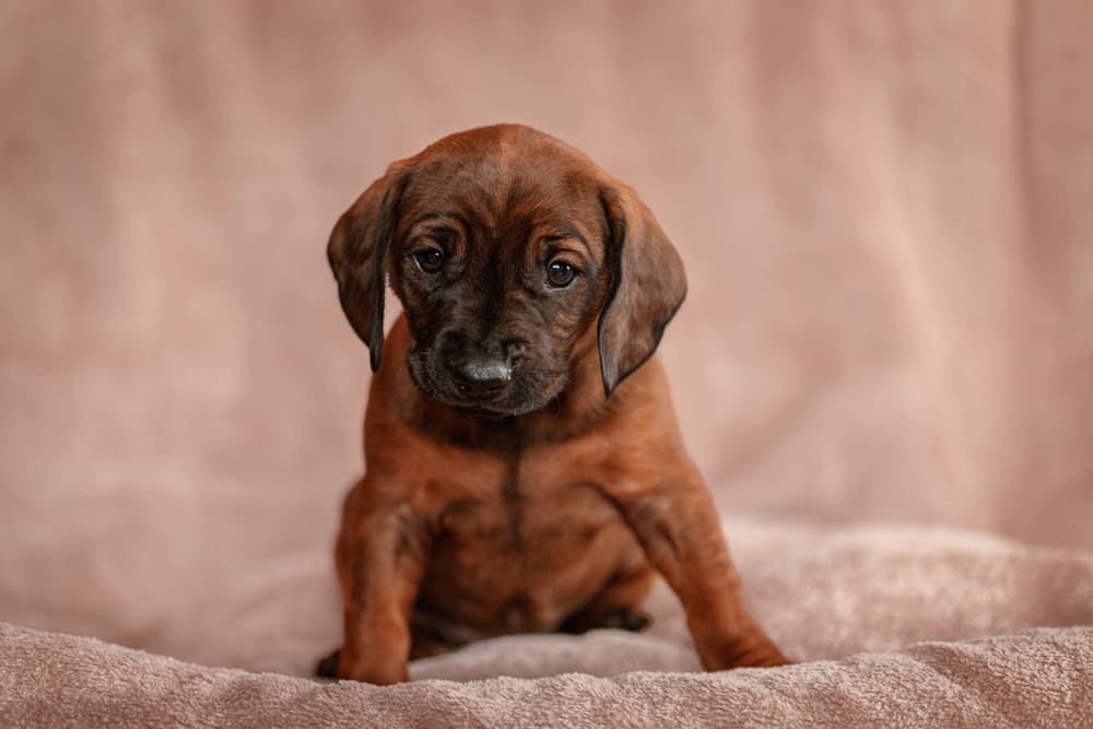 Баварская горная порода