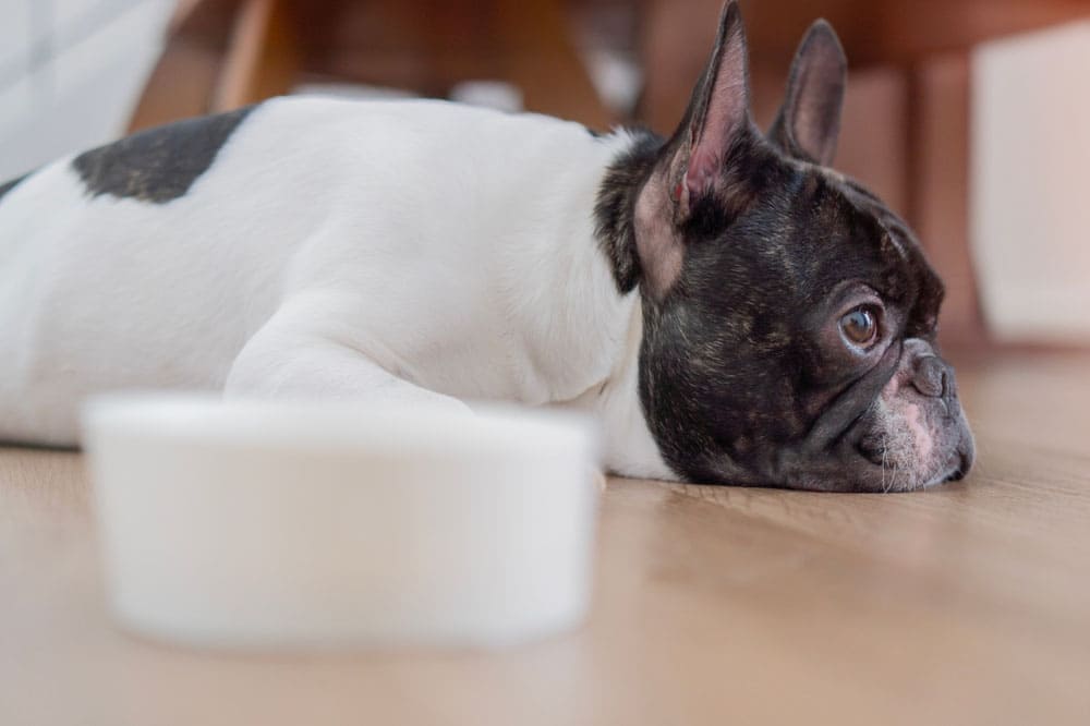 Французский бульдог отдыхает