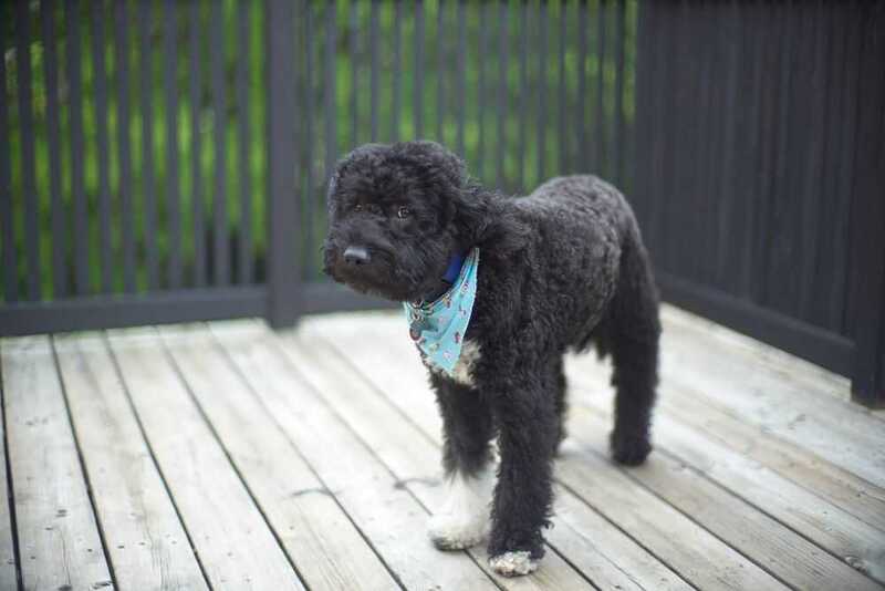 Черный барбет