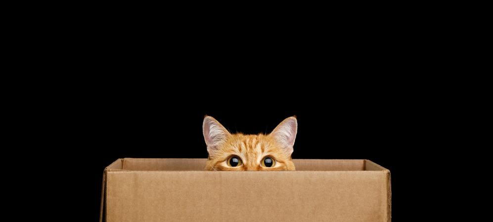 Почему кошки любят пакеты, коробки и другие подобные вещи: 10 причин