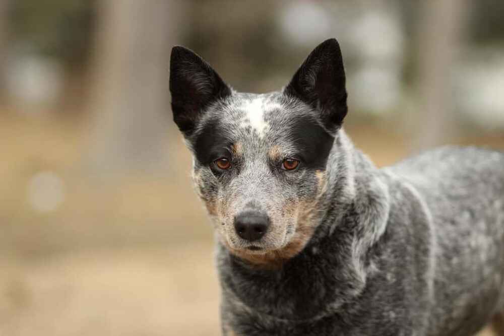 Австралийская пастушья собака в лесу