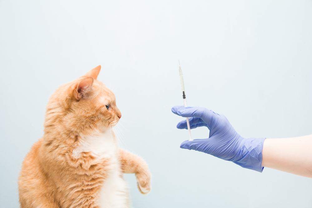 Осложнения у кошки после прививки от бешенства и других болезней 