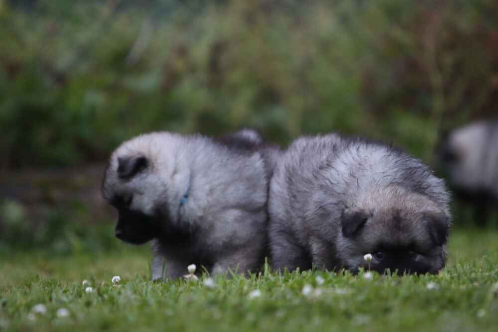 Два маленьких кеесхонда