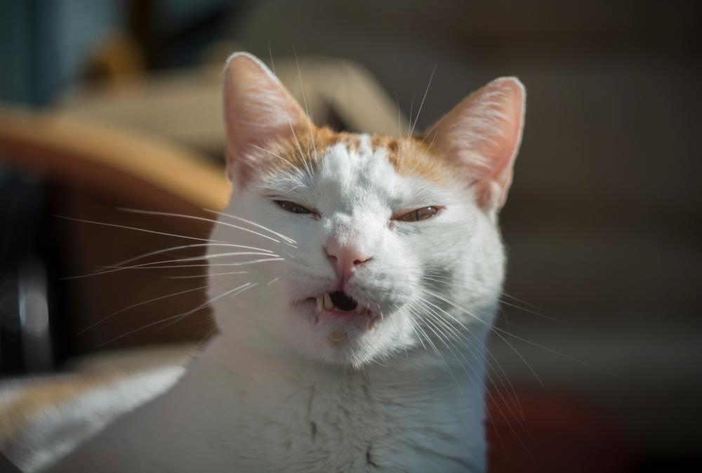 Почему кошки чихают: что делать хозяину, причины и последствия,  сопутствующие симптомы, лечение
