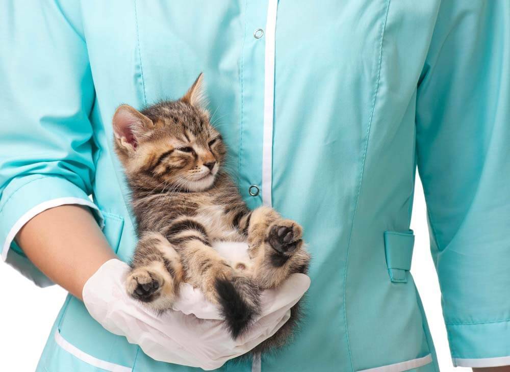 Сепсис у кошек: основные симптомы, лечение
