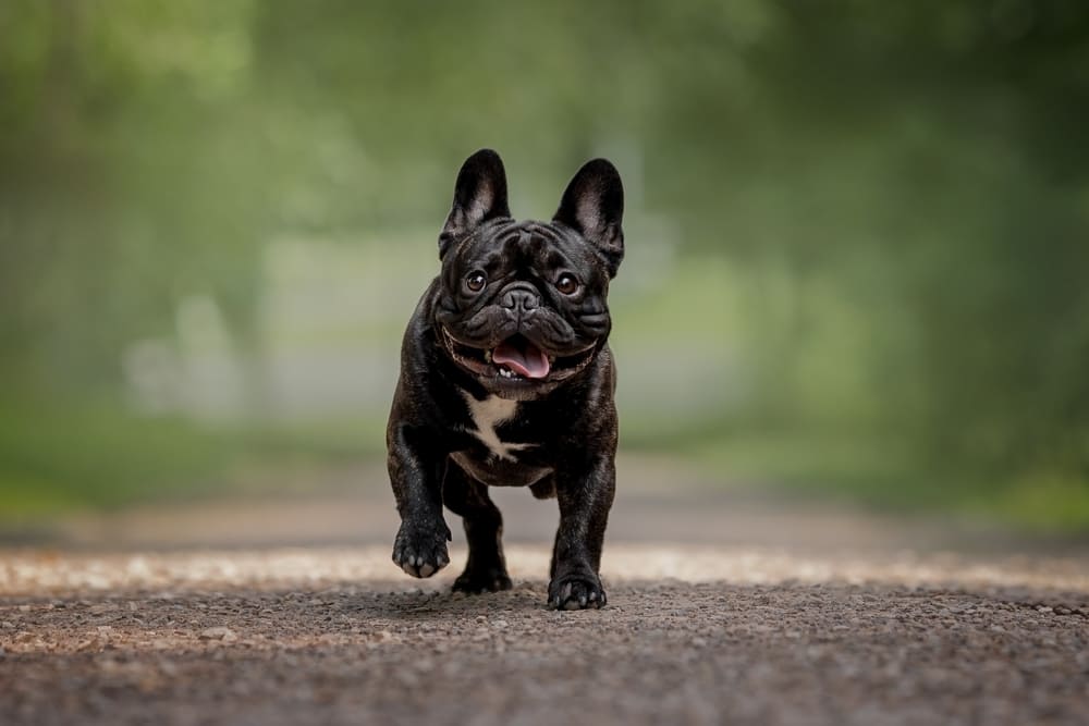 Черный французский бульдог бежит вперед
