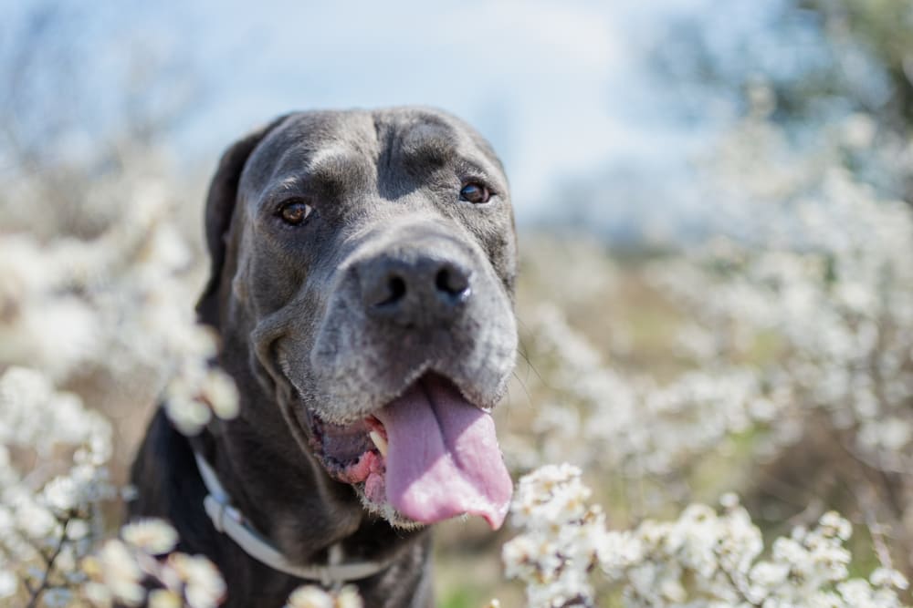 Морда кане-корсо