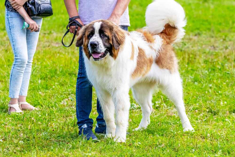 Это московская сторожевая