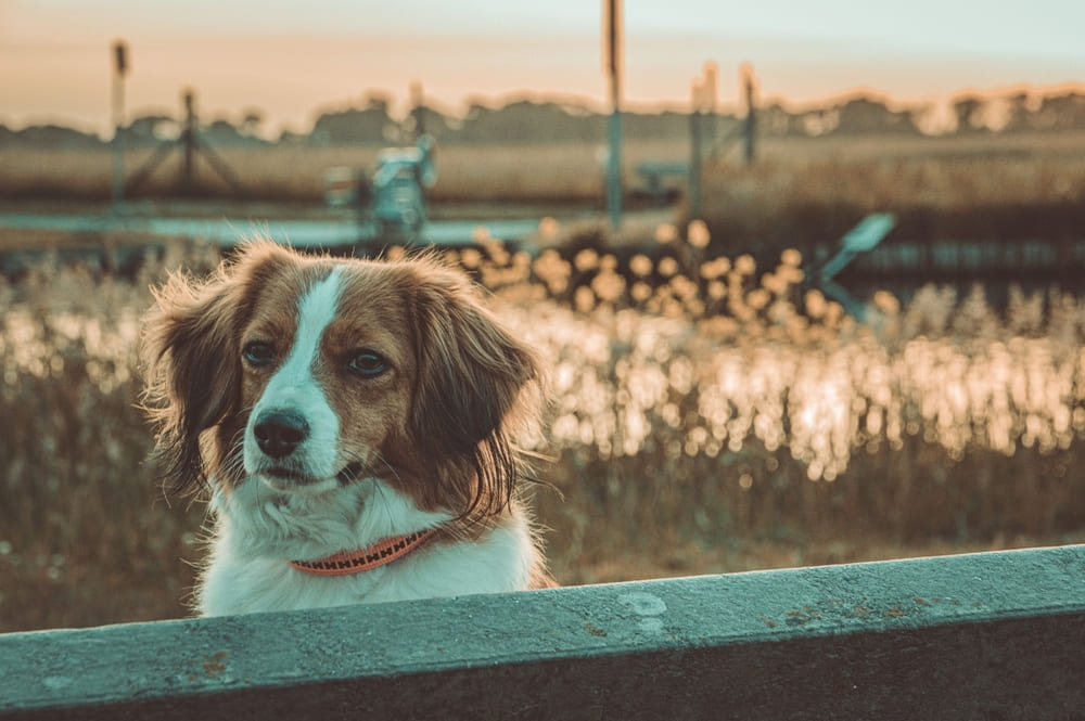 Коикерхондье сидит на пляже