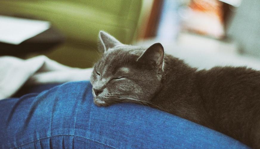 Почему кошка ложится на человека: научные гипотезы и сверхъестественные  версии, способности кошки лечить, польза и вред сна человека рядом с кошкой