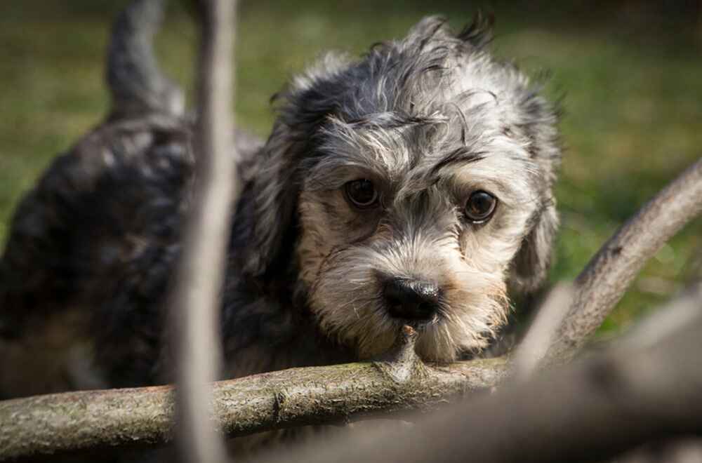 Милый щенок денди-динмонт-терьера