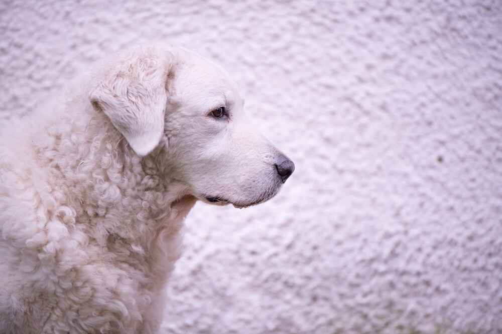 Изображениe — Красивый кувас Красивый кувас