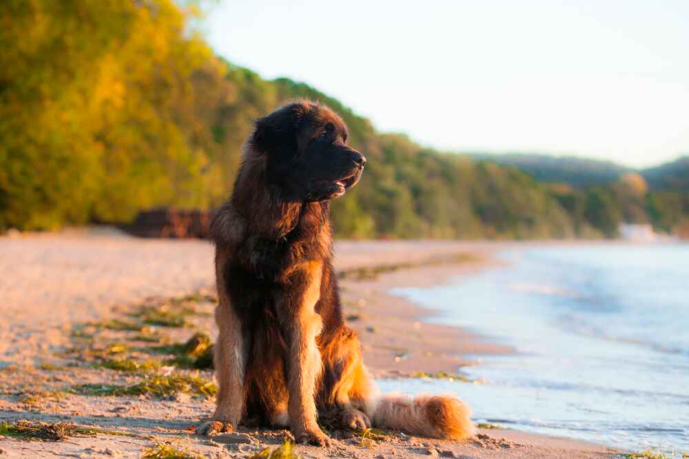 Собака, похожая на льва